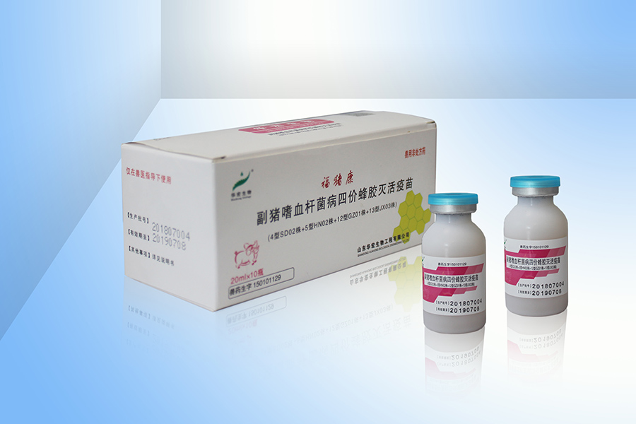 副猪嗜血杆菌病四价蜂胶灭活疫苗(4型SD02株+5型HN02株+12型GZ01株+13型JX03株)