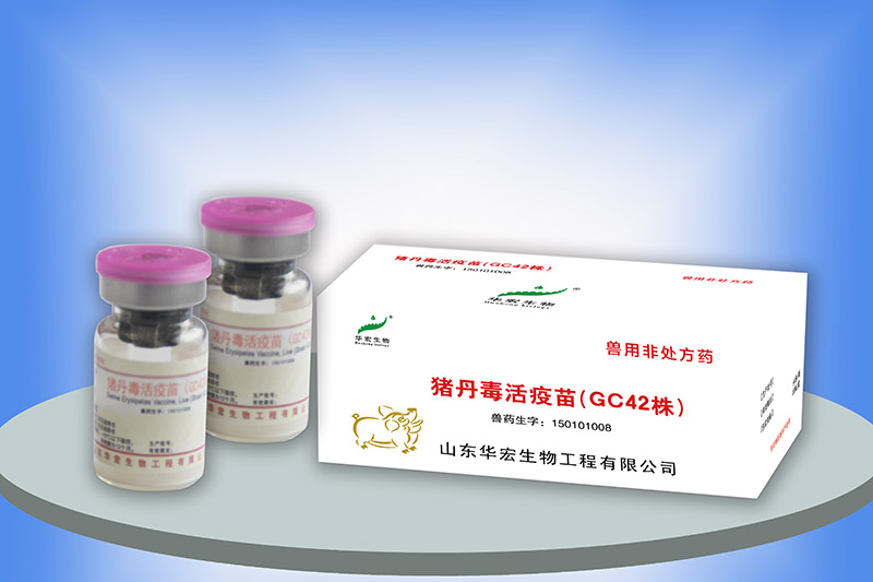 猪丹毒活疫苗（GC42株）